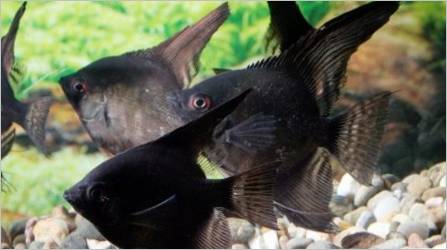 Skalaria Black: Što riba izgleda i kako se brinuti za njih?