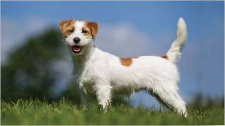 Sve što trebate znati o krutom Jack-Russell terijeru