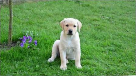 Sve što trebate znati o Labradoru u dobi od 3 mjeseca