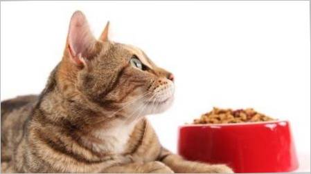 Sveta klasa hrane za mačke: Proizvođači pravila i pravila za odabir