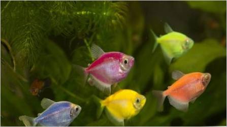 Ternection GloFish: Sadržaj, uzgoj i njegu