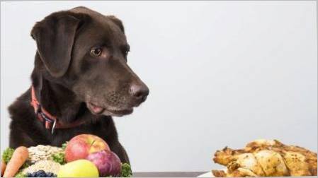 Što i kako hraniti pse?