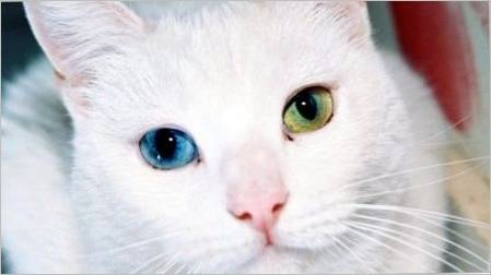 Uzgajati mačke s očima različite boje i njihove osobitosti