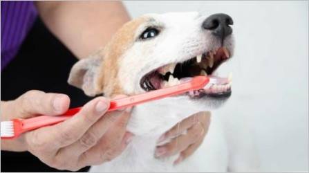 Vrste i preporuke za odabir četkice za zube za pse