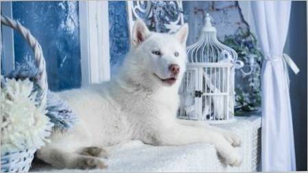 White Husky: Značajke pravila bojanja i njege