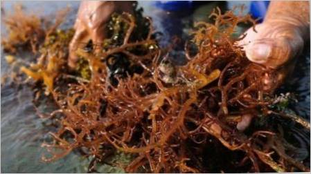 Zašto akvarij pojavljuje smeđe alge i kako ih se riješiti?