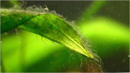 Zelene alge u akvariju: uzroci izgleda, metode borbe i prevencije