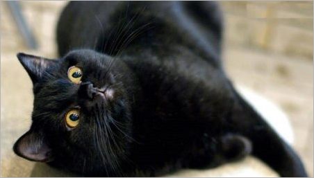 Značajke, karakter i sadržaj britanskih mačaka crne boje